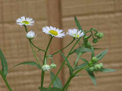 [A side view of the top of the plant. One main stem branches into a half dozen sections with each topped by a bloom. Three of the blooms are fully open showing the large yellow centers surrounded by the profusion of thin white petals. A fourth bloom is just starting to open while the last two are still fully closed. ]